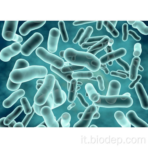 400b CFU/G Lactobacillus rhamnosus per salute intestinale